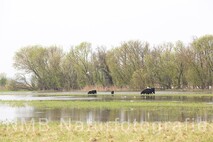 Frühling am Neusiedlersee