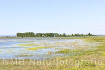 Frühling am Neusiedlersee