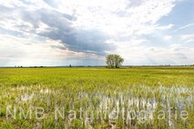 Frühling am Neusiedlersee