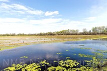 Frühling am Neusiedlersee