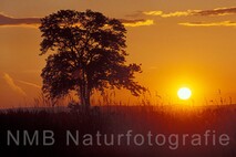 Frühling am Neusiedlersee