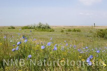 Frühling am Neusiedlersee