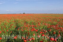 Frühling am Neusiedlersee