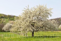 Frühling am Neusiedlersee