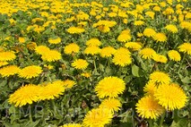Frühling am Neusiedlersee