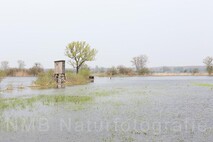 Frühling am Neusiedlersee