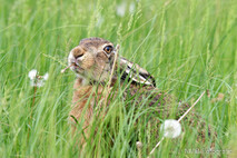Hase - Feldhase