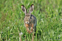 Hase - Feldhase