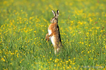 Hase - Feldhase
