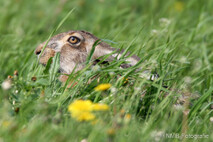 Hase - Feldhase