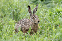 Hase - Feldhase