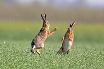 Hase - Feldhase