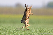 Hase - Feldhase