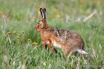 Hase - Feldhase