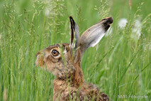 Hase - Feldhase