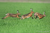 Hase - Feldhase