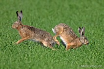 Hase - Feldhase