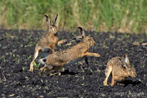 Hase - Feldhase