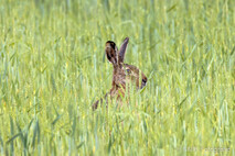 Hase - Feldhase