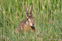 Hase - Feldhase