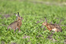 Hase - Feldhase