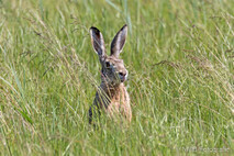 Hase - Feldhase