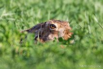 Hase - Feldhase