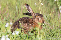 Hase - Feldhase