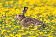 Hase - Feldhase