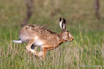 Hase - Feldhase