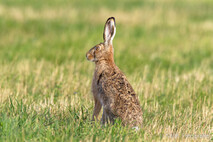 Hase - Feldhase