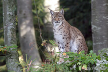 Luchs