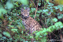 Luchs