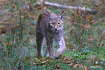 Luchs