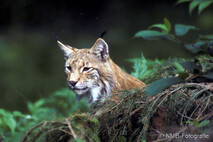 Luchs