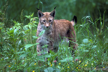Luchs
