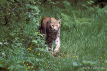 Luchs