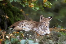 Luchs