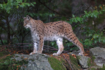 Luchs
