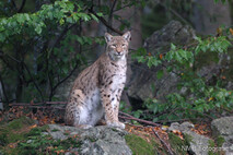 Luchs