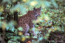 Luchs