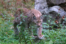 Luchs