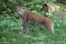 Luchs