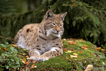 Luchs