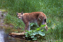 Luchs