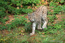 Luchs