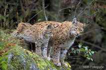 Luchs