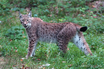 Luchs