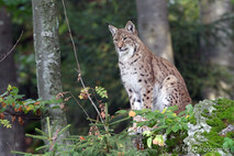 Luchs