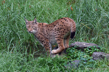 Luchs